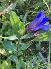 Gentiana calycosa