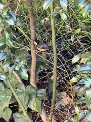 Acanthorhynchus tenuirostris