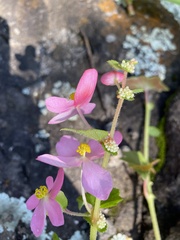 Begonia bulbillifera