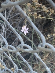 Stephanomeria diegensis