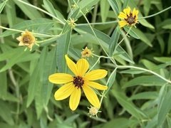 Coreopsis