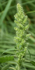 Amaranthus retroflexus