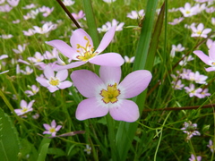 Sabatia