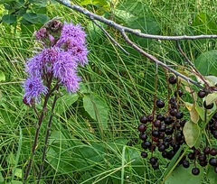 Liatris ligulistylis