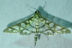 Epipagis disparilis