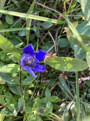 Gentiana calycosa