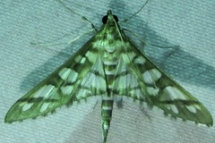 Epipagis disparilis