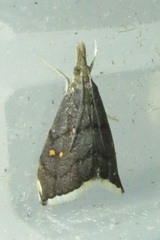Microcausta bipunctalis