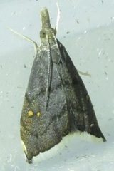 Microcausta bipunctalis