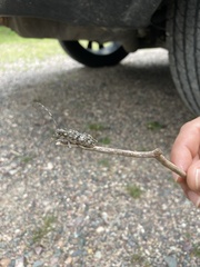 Monochamus maculosus