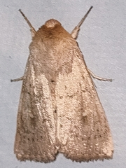 Mythimna ferrago
