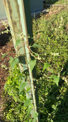 Fallopia convolvulus