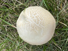 Agrocybe molesta