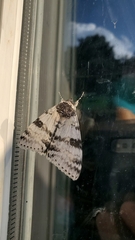 Catocala relicta
