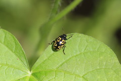 Zygogramma signatipennis