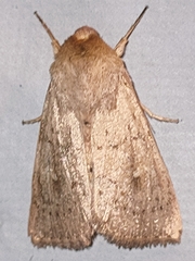 Mythimna ferrago