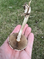 Agrocybe molesta