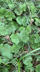 Modiola caroliniana