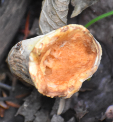 Turbinellus floccosus