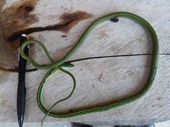 Leptophis diplotropis