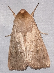 Mythimna ferrago