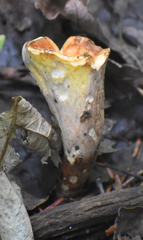 Turbinellus floccosus