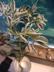 Euphorbia marginata