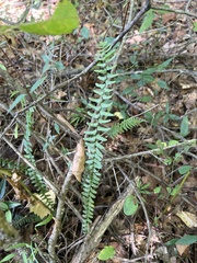 Asplenium platyneuron