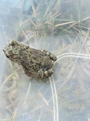 Bufotes viridis viridis