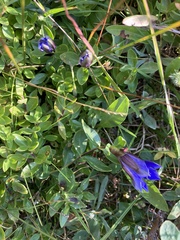 Gentiana calycosa