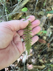 Asplenium platyneuron
