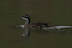 Heliornis fulica