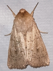 Mythimna ferrago