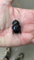 Xyloryctes jamaicensis