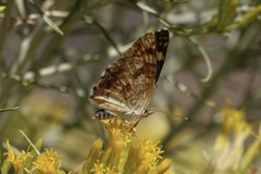 Phyciodes pulchella
