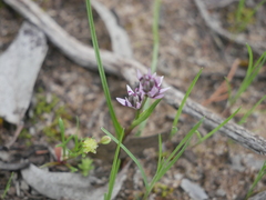 Wurmbea dioica