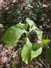 Verbesina occidentalis