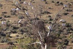 Cacatua sanguinea gymnopis
