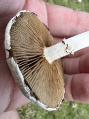 Agrocybe molesta