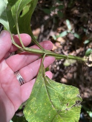Verbesina occidentalis