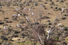 Cacatua sanguinea gymnopis