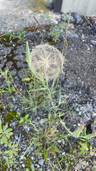 Tragopogon dubius
