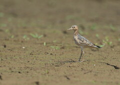 Calidris subruficollis