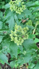 Thaspium barbinode