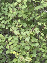Ribes viscosissimum
