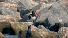 Haematopus palliatus