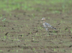 Calidris subruficollis