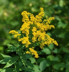 Solidago canadensis