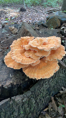 Laetiporus cincinnatus