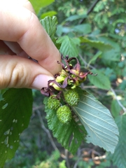 Taphrina robinsoniana
